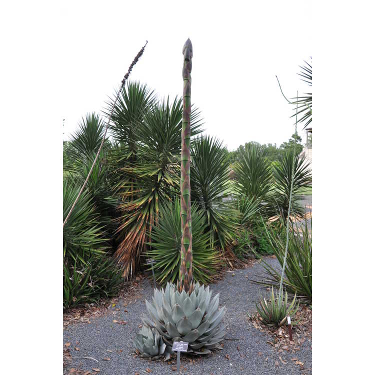 Agave parryi 'J.C. Raulston'
