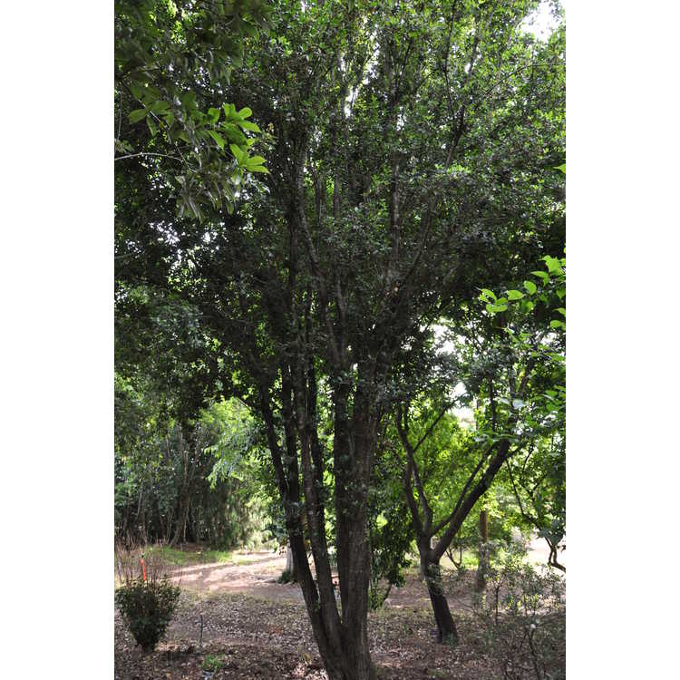 Quercus phillyreoides 'Emerald Sentinel'