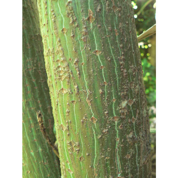 Acer davidii × A. tegmentosum - hybrid snakebark maple