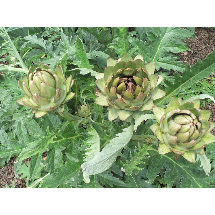 Cynara cardunculus [Scolymus Group] 'Green Globe' - globe artichoke