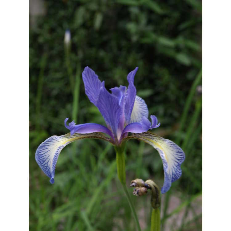 <em>Iris prismatica</em>