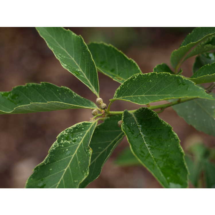 Quercus serrata 'Variegata' - variegated Konara oak 