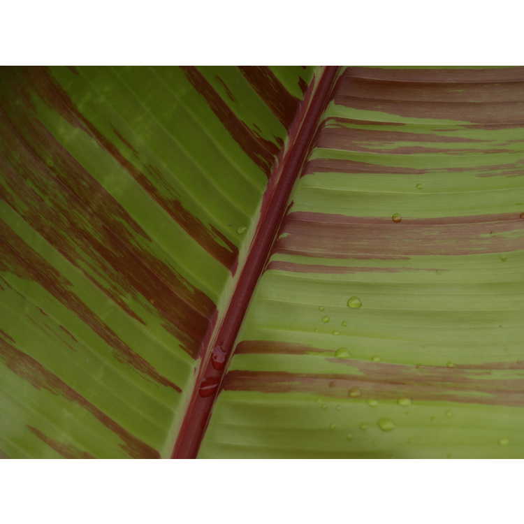 Musa sikkimensis - Sikkim banana