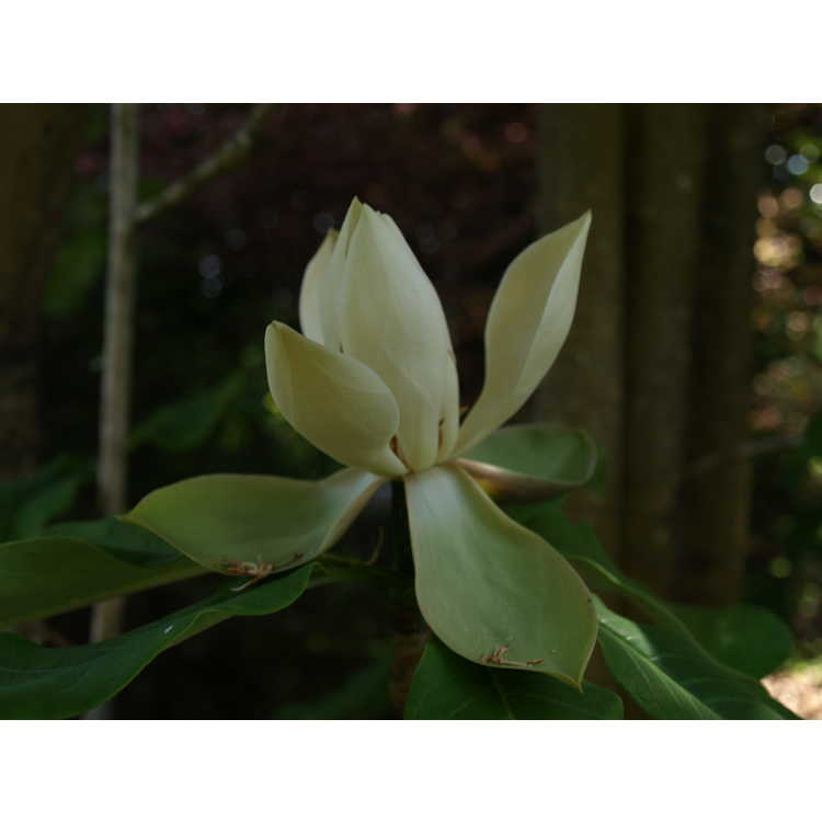 <em>Magnolia officinalis</em> var.<em> biloba</em>
