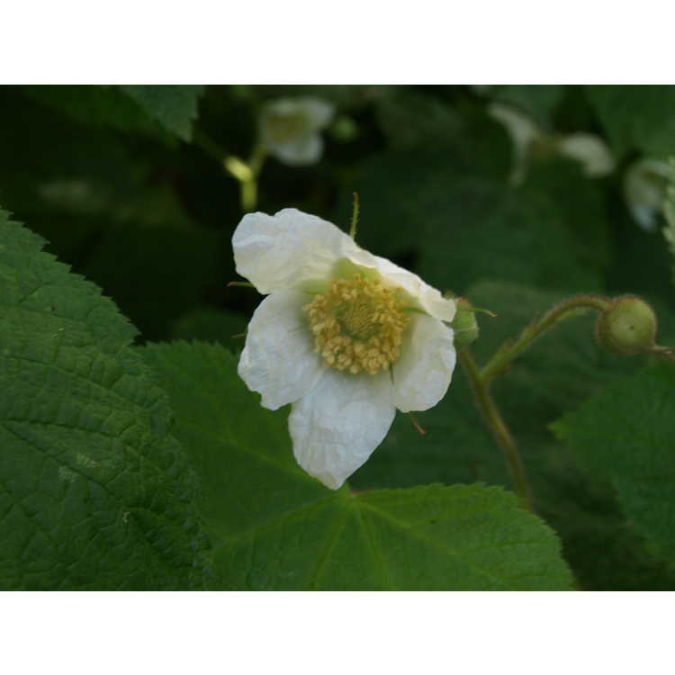 <em>Rubus parviflorus</em>