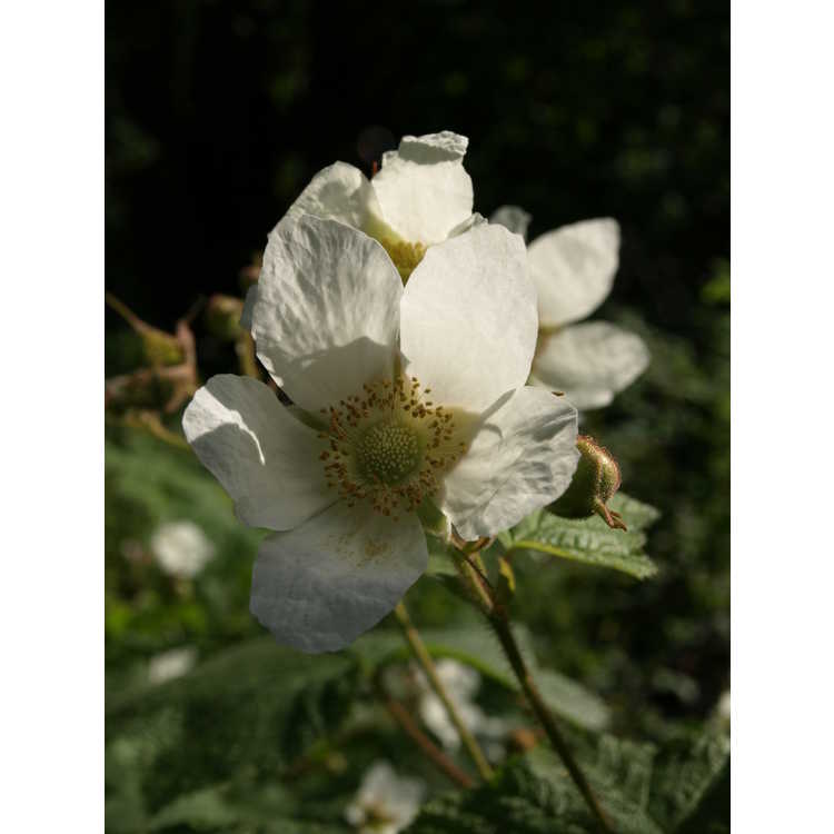 <em>Rubus parviflorus</em>