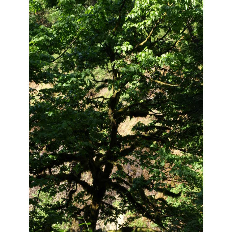 <em>Acer macrophyllum</em>