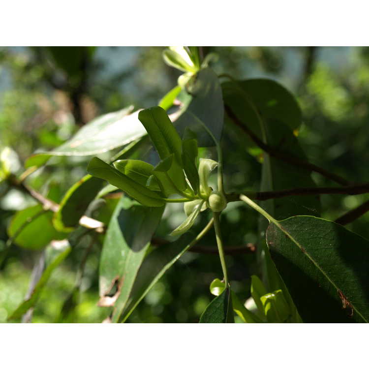 Pacific madrone