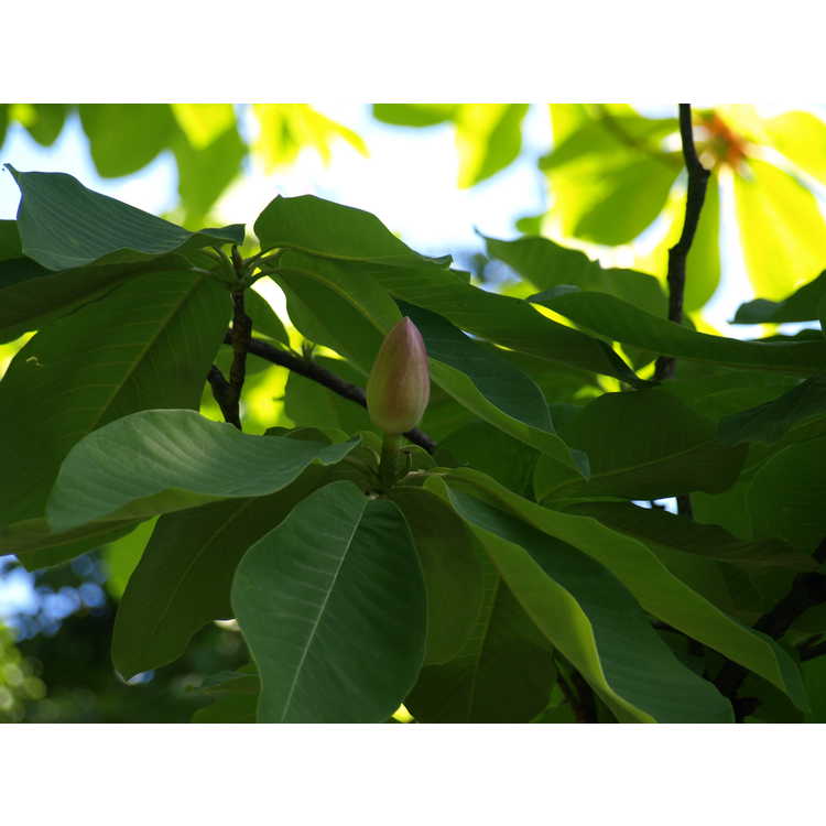 Japanese whitebark magnolia