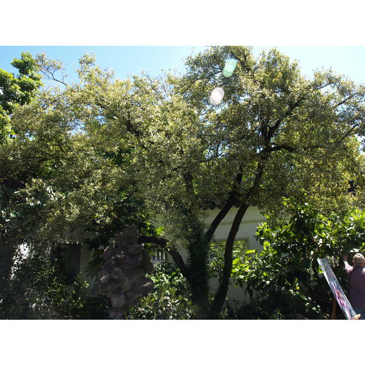 Osmanthus heterophyllus 'Variegatus' - variegated holly tea-olive
