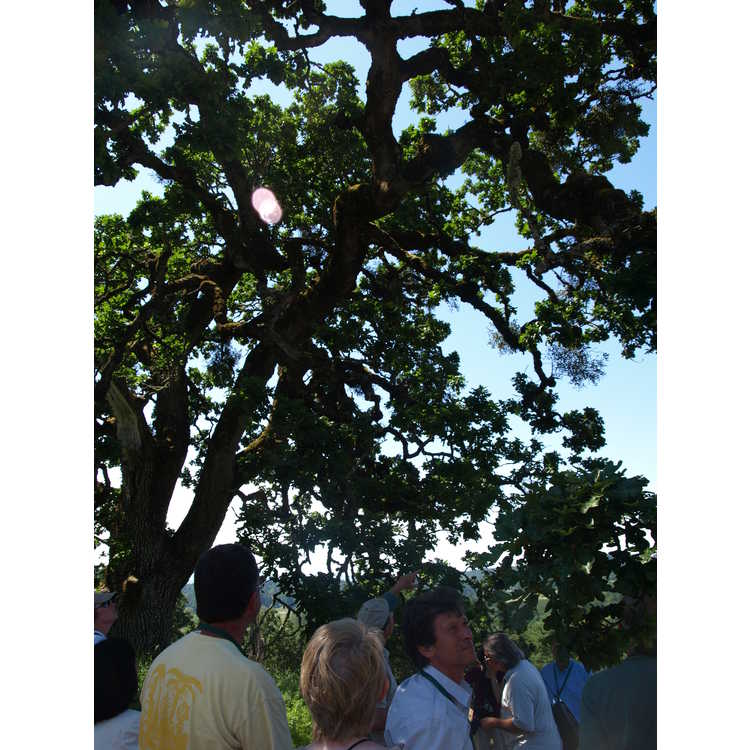 <em>Quercus garryana</em>