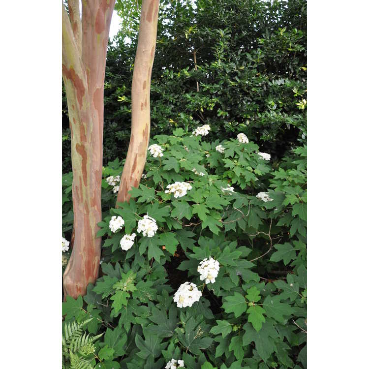 Hydrangea quercifolia Lynn Lowrey