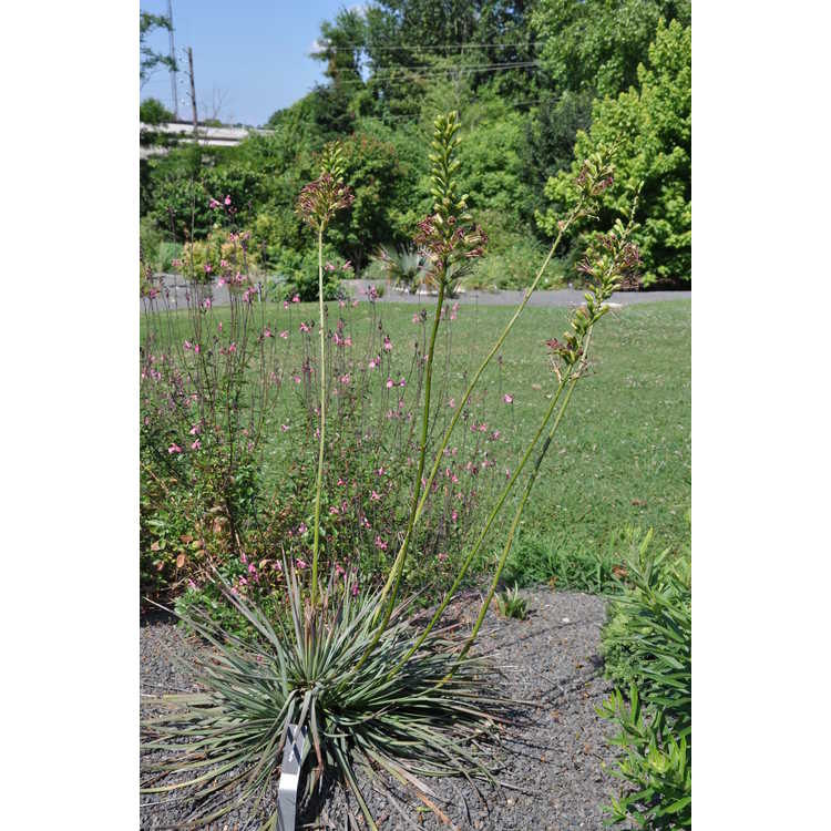 Agave tenuifolia - slender-leaf agave