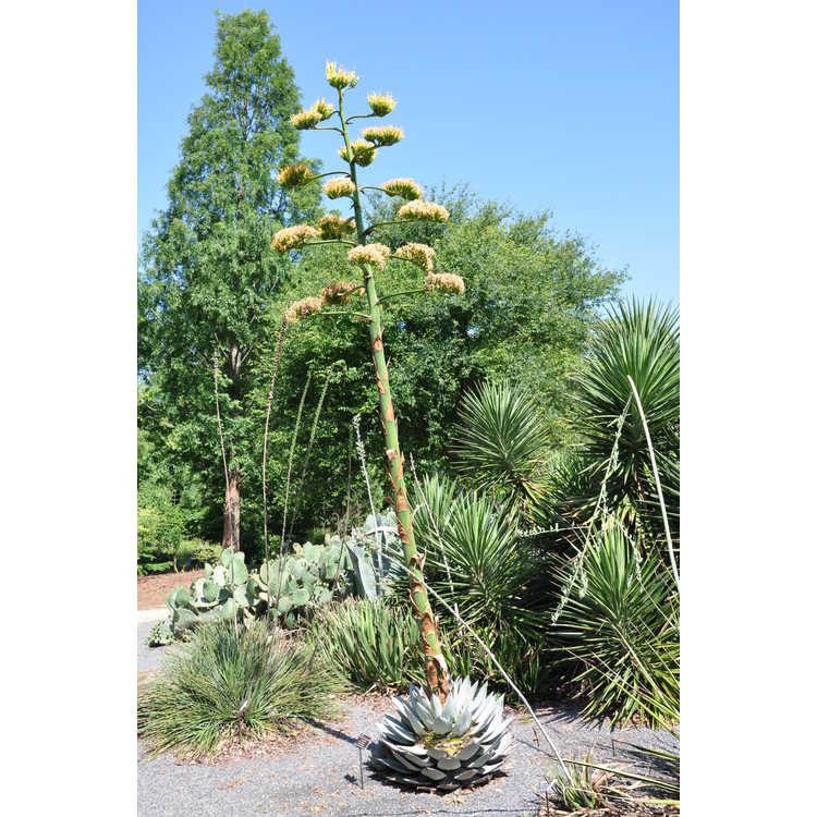 Agave parryi J.C. Raulston