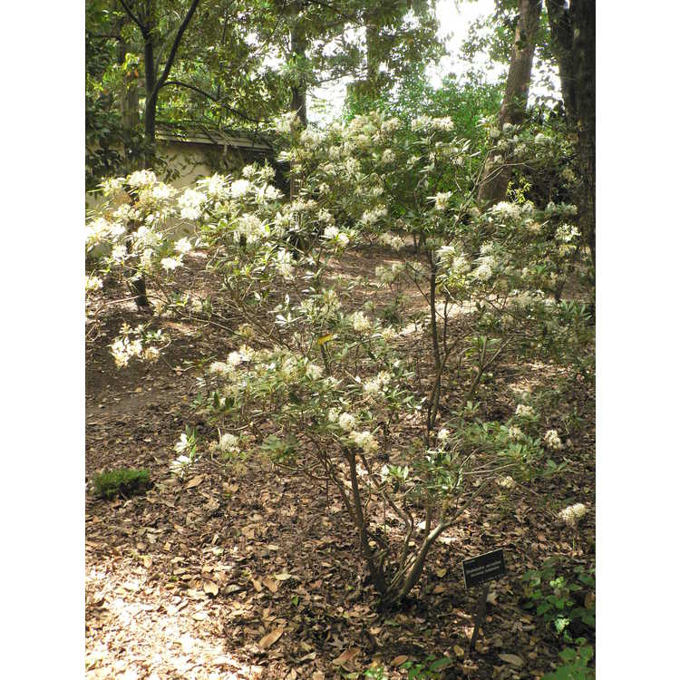 Rhododendron micranthum - Manchurian rhododendron