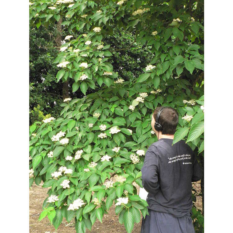 Cornus macrophylla - bigleaf dogwood