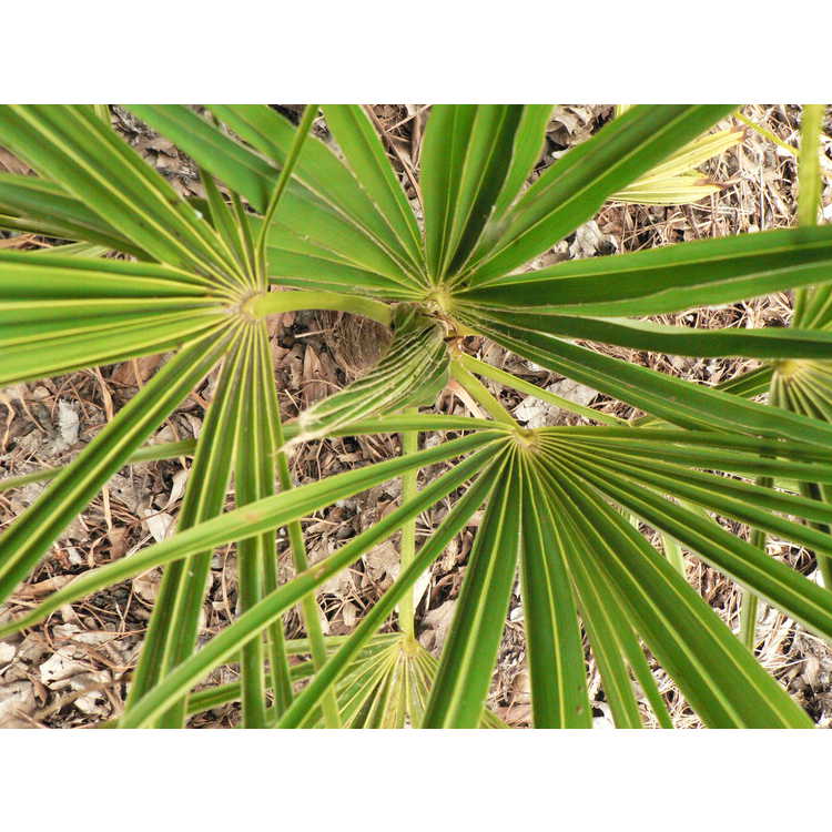 <em>Trachycarpus takil</em>