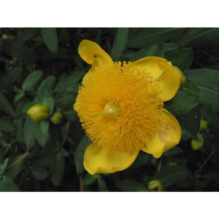 Hypericum frondosum - golden St. John's-wort