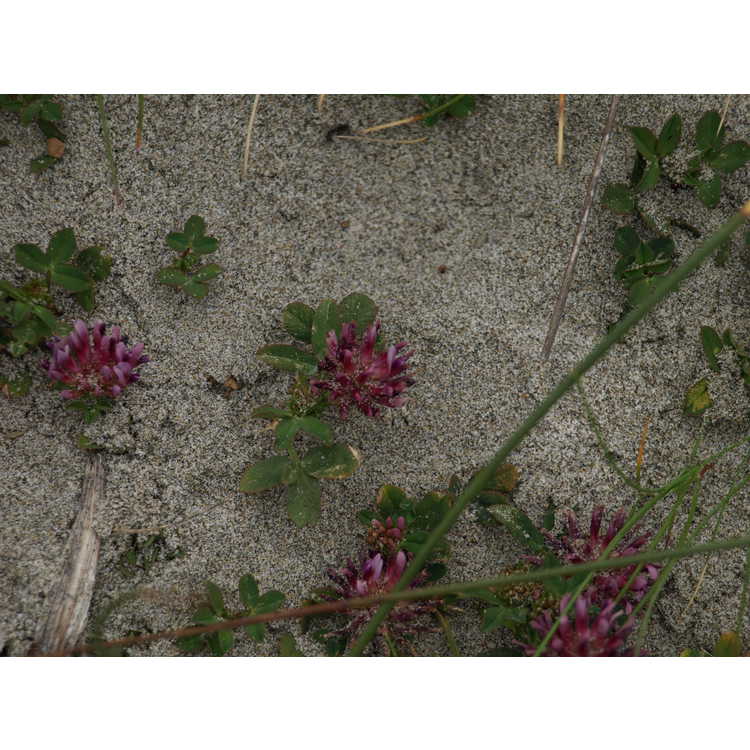 <em>Trifolium wormskioldii</em>