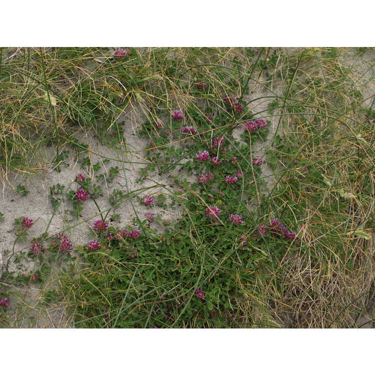 <em>Trifolium wormskioldii</em>