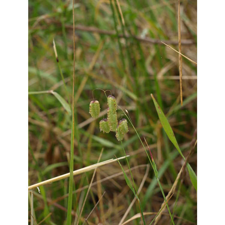 little quakinggrass
