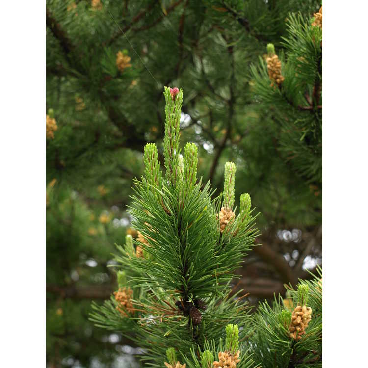 lodgepole pine
