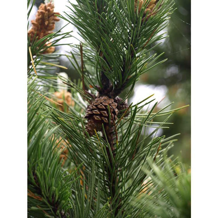 <em>Pinus contorta</em>