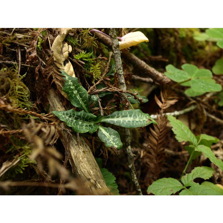 <em>Goodyera oblongifolia</em>