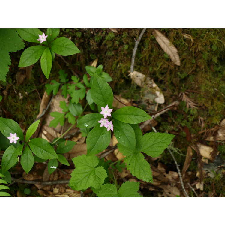 <em>Trientalis borealis</em> subsp.<em> latifolia</em>