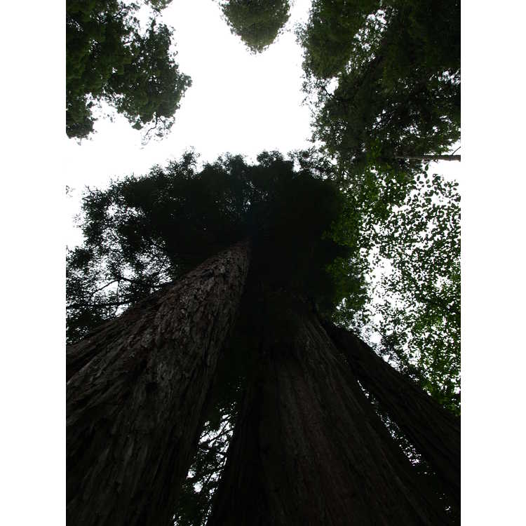 Sequoia sempervirens - coastal redwood