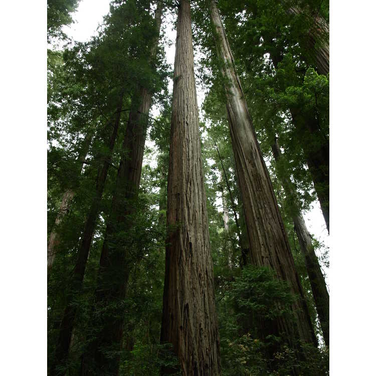 coastal redwood