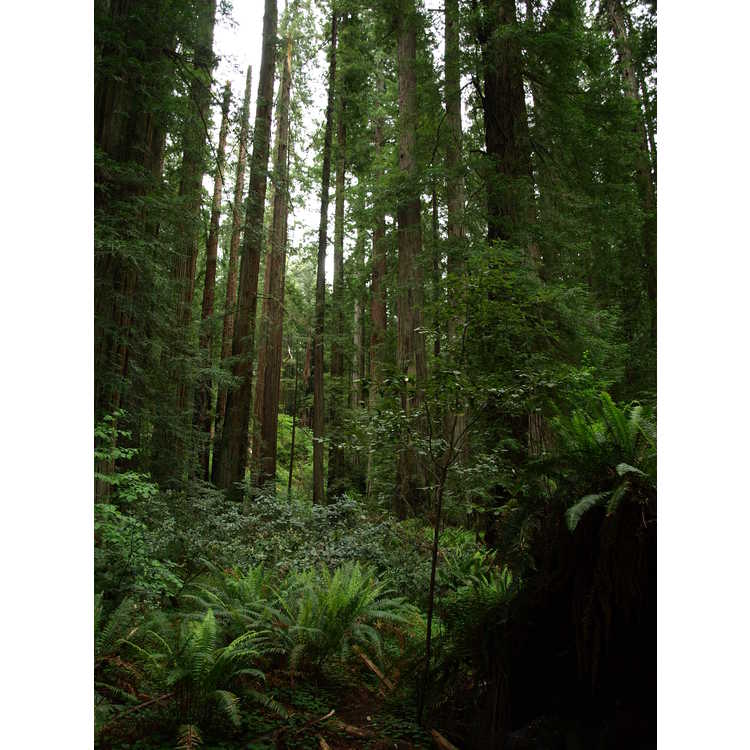 Sequoia sempervirens - coastal redwood