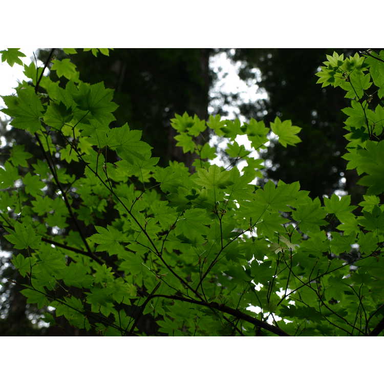 <em>Acer circinatum</em>