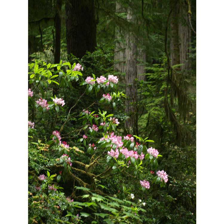 <em>Rhododendron macrophyllum</em>
