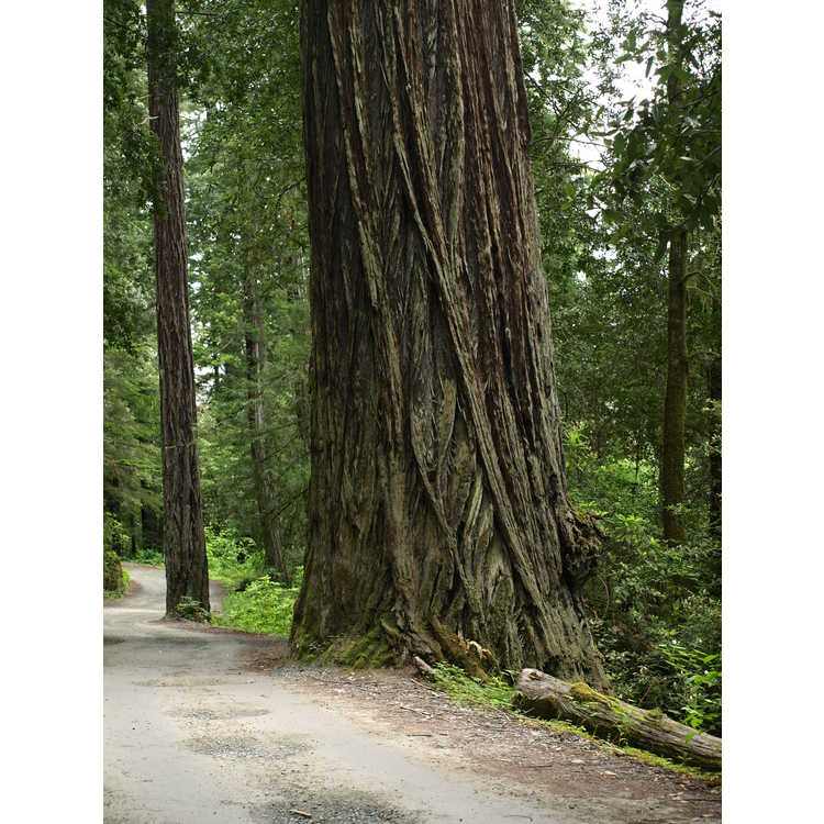 coastal redwood
