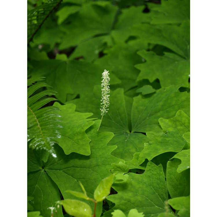 vanilla-leaf