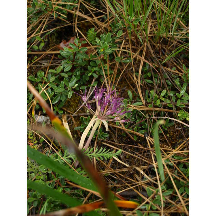 Allium falcifolium - sickle-leaved onion