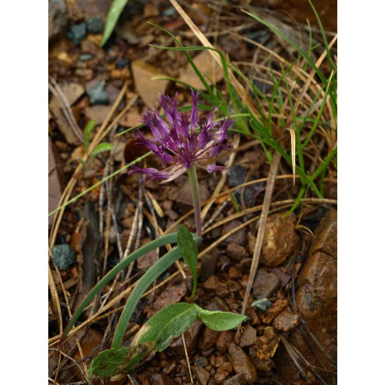 Allium falcifolium - sickle-leaved onion