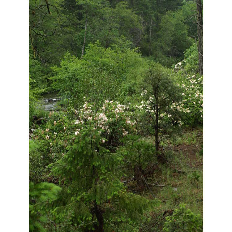 <em>Rhododendron occidentale</em>