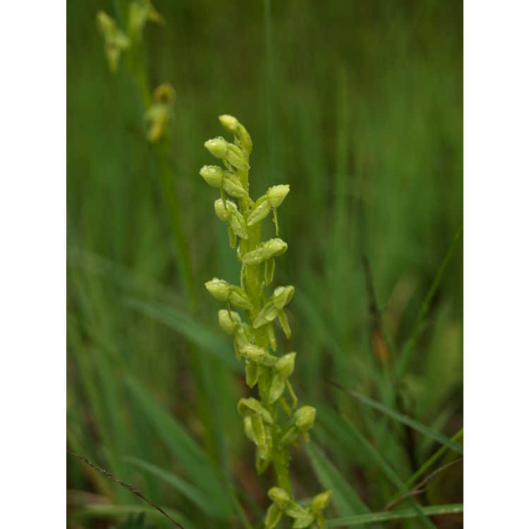 northern green orchid