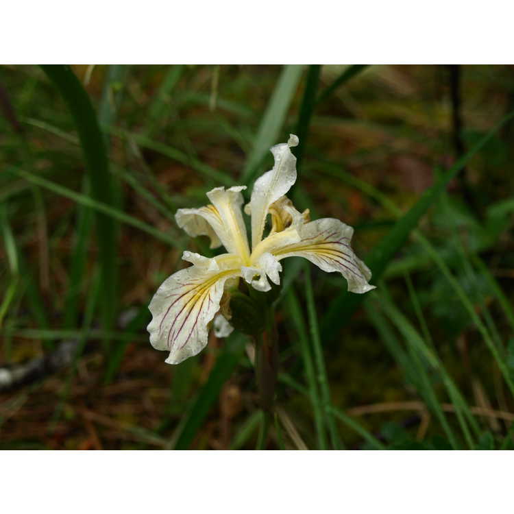 <em>Iris bracteata</em>
