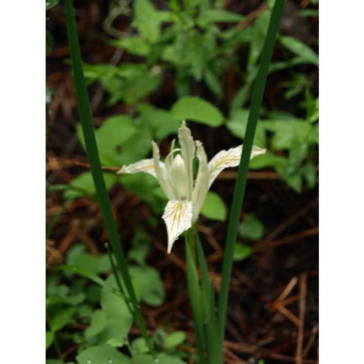 yellowleaf iris