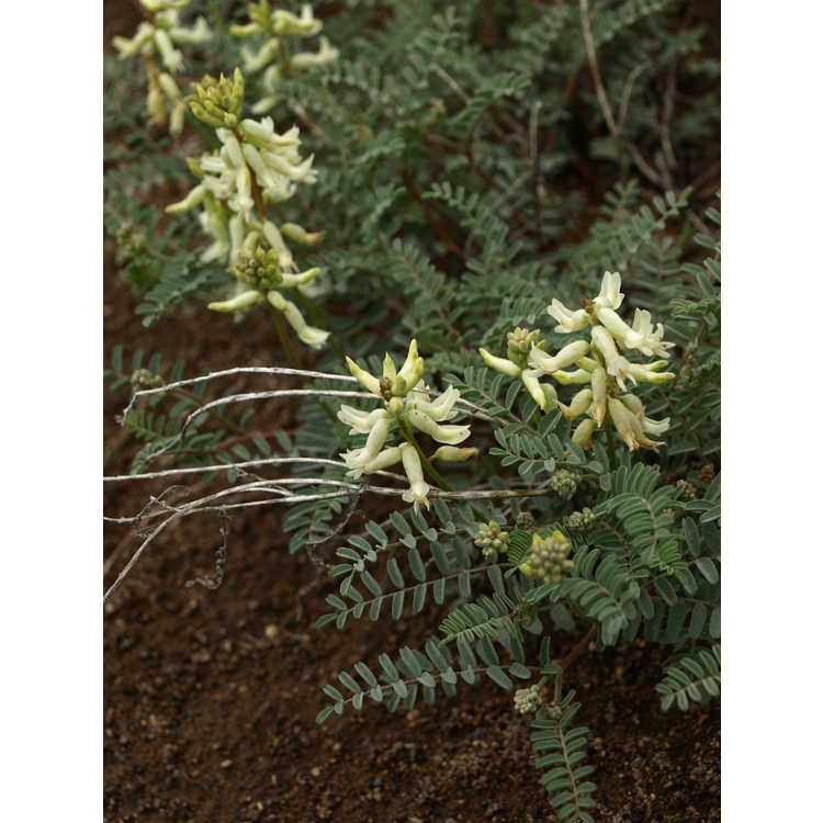 <em>Astragalus curvicarpus</em>