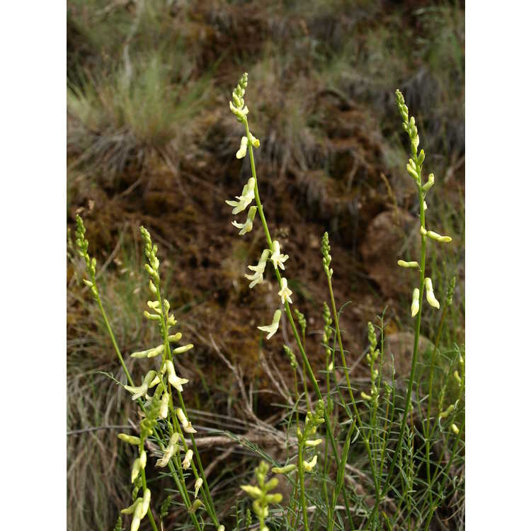 <em>Astragalus filipes</em>