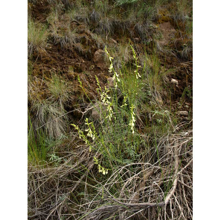 <em>Astragalus filipes</em>