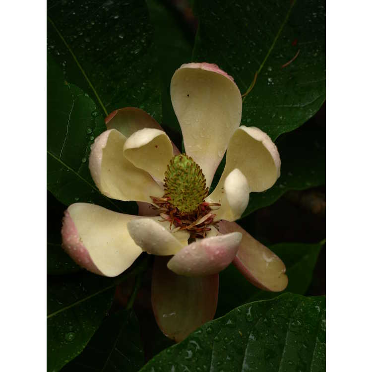 Chinese bigleaf magnolia