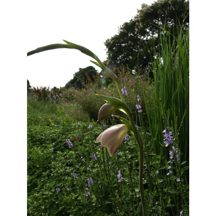 Gladiolus papilio