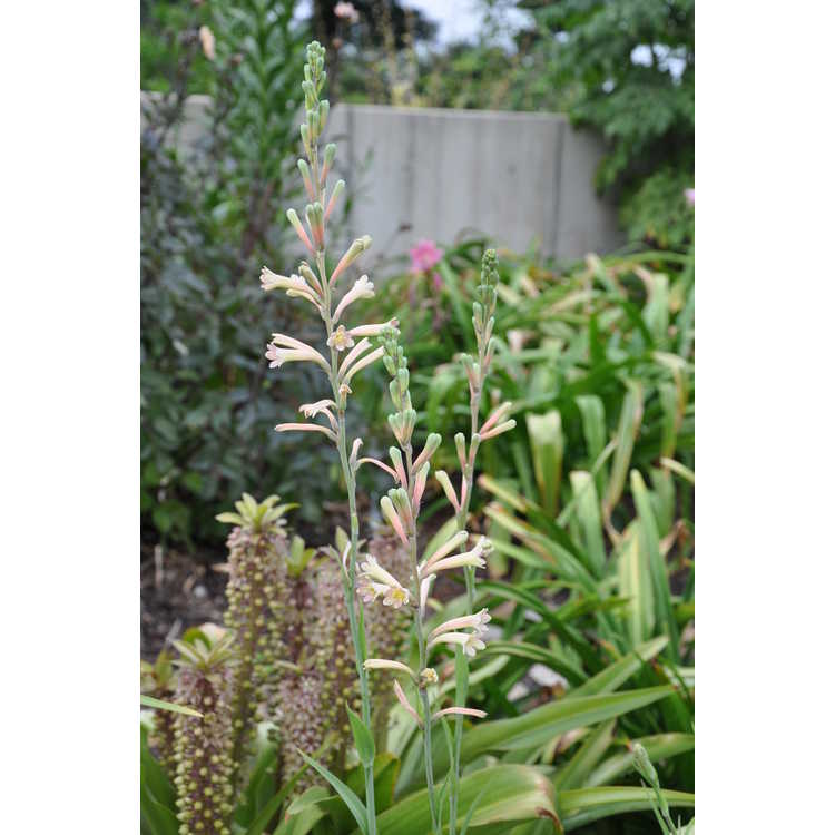 Polianthes 'Chirp'