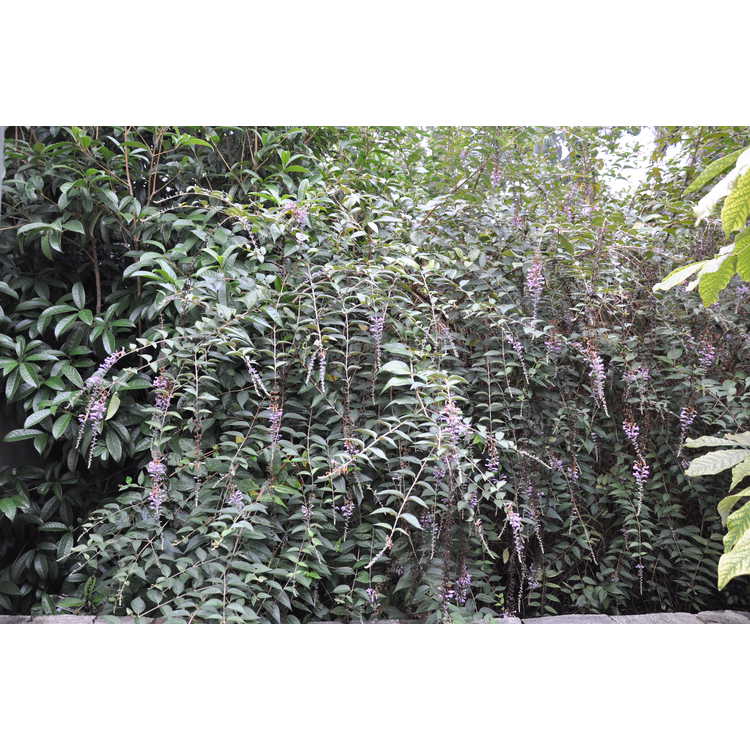 Buddleja lindleyana - Lindley's butterfly-bush
