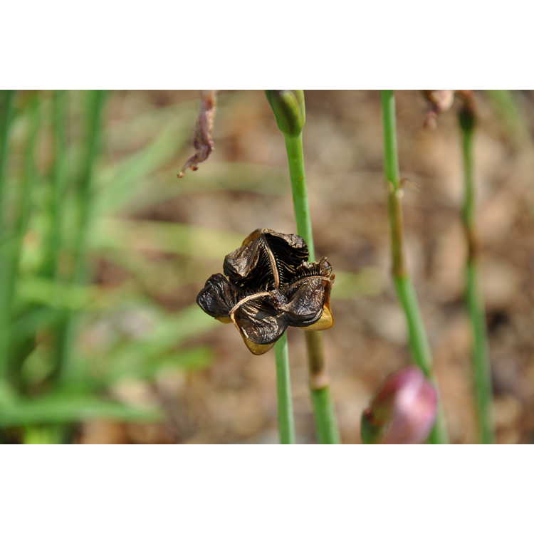 Habranthus robustus 'Russell Manning' - rain-lily